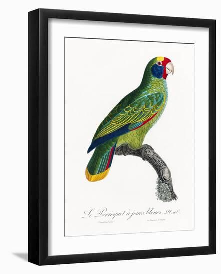 Levaillant Parrot IX-Francois Levaillant-Framed Art Print