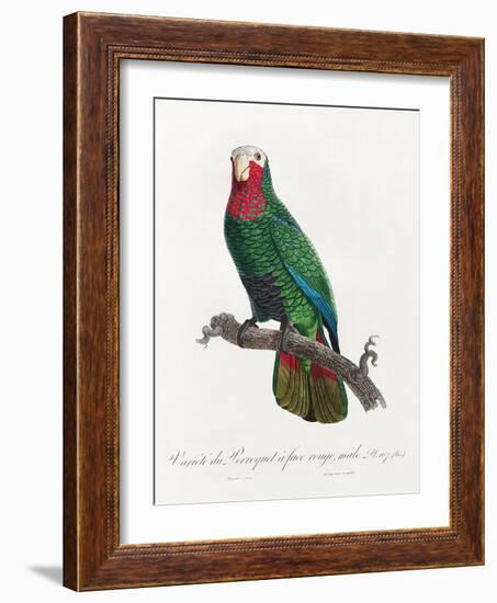 Levaillant Parrot VI-Francois Levaillant-Framed Art Print