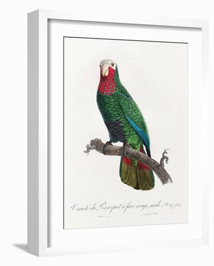 Levaillant Parrot VI-Francois Levaillant-Framed Art Print