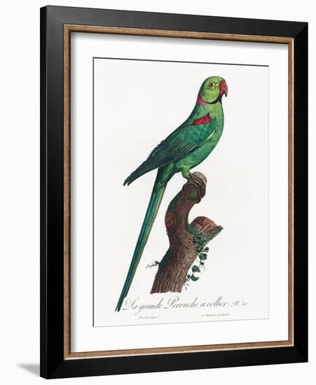 Levaillant Parrot VII-Francois Levaillant-Framed Art Print
