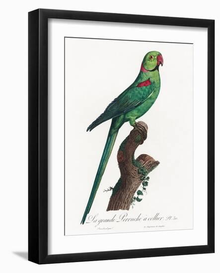 Levaillant Parrot VII-Francois Levaillant-Framed Art Print