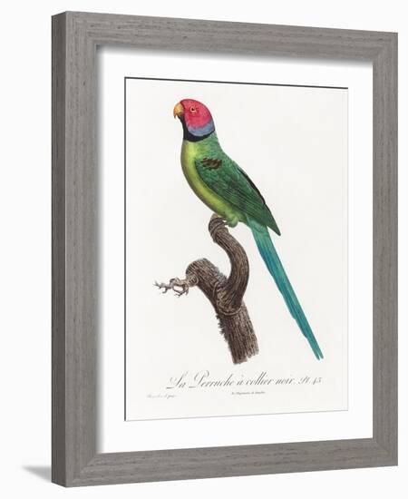 Levaillant Parrot VIII-Francois Levaillant-Framed Art Print