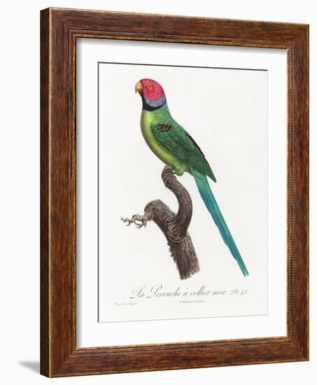 Levaillant Parrot VIII-Francois Levaillant-Framed Art Print