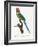 Levaillant Parrot VIII-Francois Levaillant-Framed Art Print