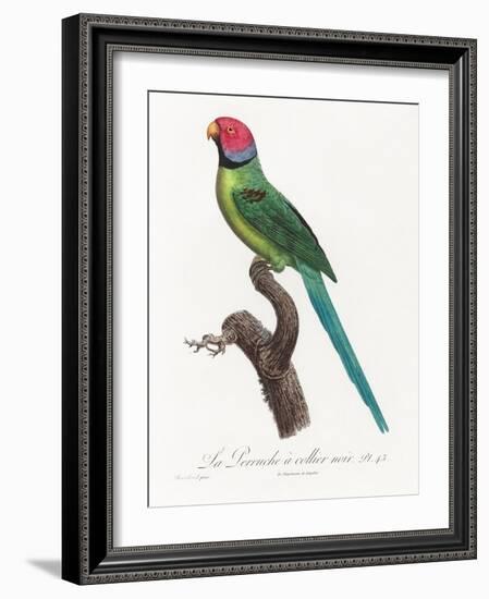 Levaillant Parrot VIII-Francois Levaillant-Framed Art Print