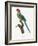 Levaillant Parrot VIII-Francois Levaillant-Framed Art Print