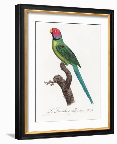 Levaillant Parrot VIII-Francois Levaillant-Framed Art Print