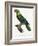 Levaillant Parrot X-Francois Levaillant-Framed Art Print