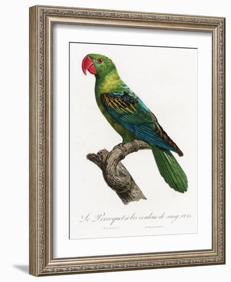Levaillant Parrot X-Francois Levaillant-Framed Art Print