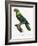 Levaillant Parrot X-Francois Levaillant-Framed Art Print