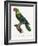 Levaillant Parrot X-Francois Levaillant-Framed Art Print