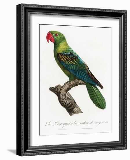 Levaillant Parrot X-Francois Levaillant-Framed Art Print