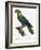 Levaillant Parrot X-Francois Levaillant-Framed Art Print