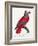 Levaillant Parrot XI-Francois Levaillant-Framed Art Print