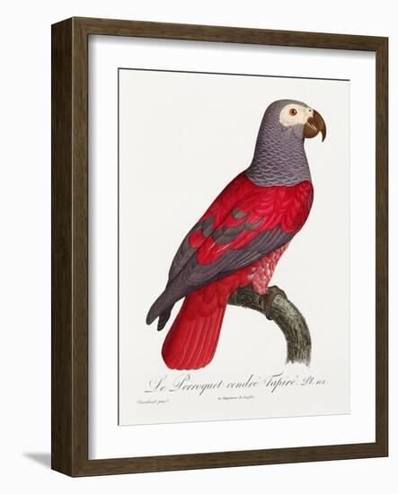 Levaillant Parrot XI-Francois Levaillant-Framed Art Print