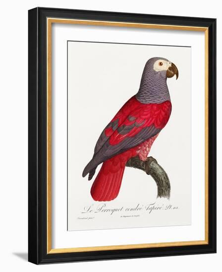 Levaillant Parrot XI-Francois Levaillant-Framed Art Print