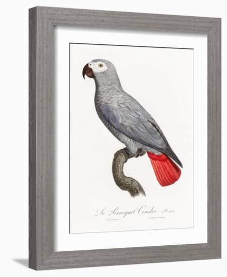 Levaillant Parrot XII-Francois Levaillant-Framed Art Print