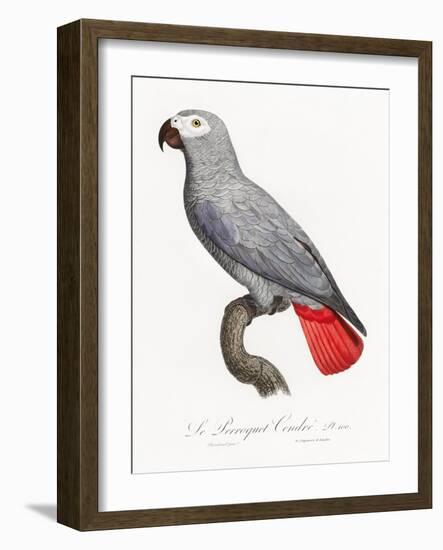 Levaillant Parrot XII-Francois Levaillant-Framed Art Print