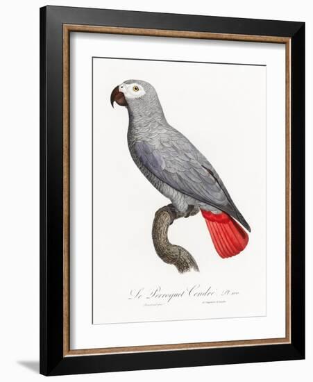 Levaillant Parrot XII-Francois Levaillant-Framed Art Print