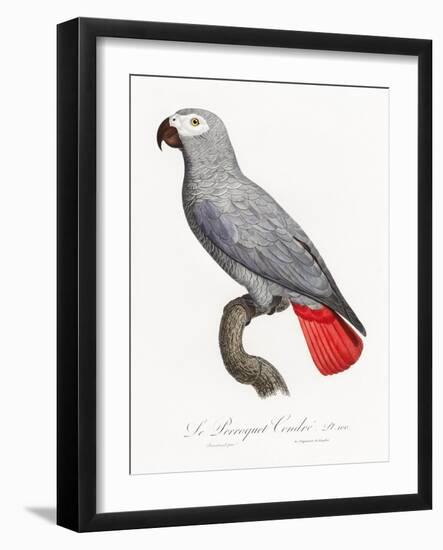 Levaillant Parrot XII-Francois Levaillant-Framed Art Print