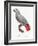 Levaillant Parrot XII-Francois Levaillant-Framed Art Print