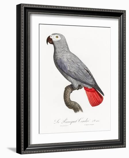 Levaillant Parrot XII-Francois Levaillant-Framed Art Print