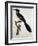 Levaillant's Cuckoo (Clamator Levaillantii)-null-Framed Giclee Print