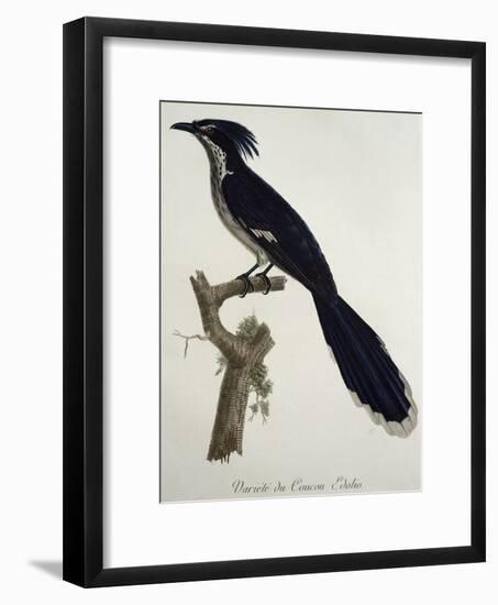 Levaillant's Cuckoo (Clamator Levaillantii)-null-Framed Giclee Print