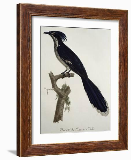 Levaillant's Cuckoo (Clamator Levaillantii)-null-Framed Giclee Print