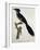 Levaillant's Cuckoo (Clamator Levaillantii)-null-Framed Giclee Print