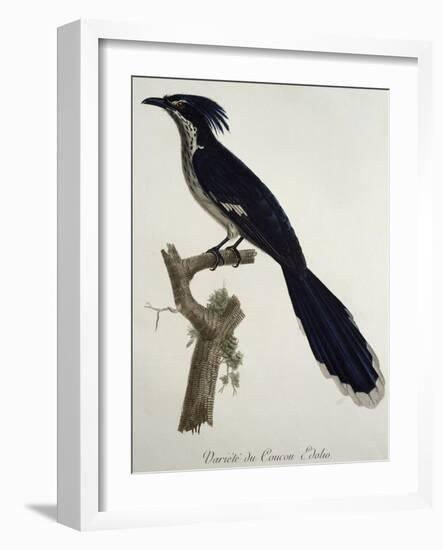 Levaillant's Cuckoo (Clamator Levaillantii)-null-Framed Giclee Print