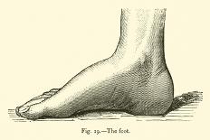 The Foot-Leveille-Giclee Print