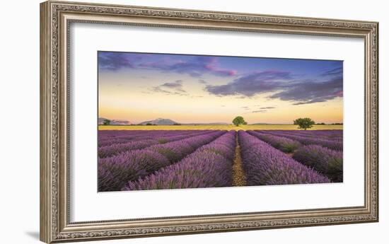 Levendar-Jim Nilsen-Framed Giclee Print