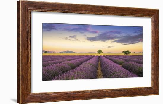 Levendar-Jim Nilsen-Framed Giclee Print