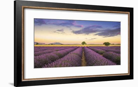 Levendar-Jim Nilsen-Framed Giclee Print