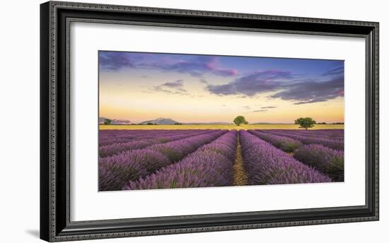 Levendar-Jim Nilsen-Framed Giclee Print