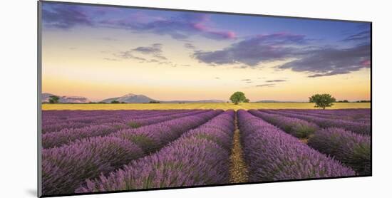 Levendar-Jim Nilsen-Mounted Giclee Print