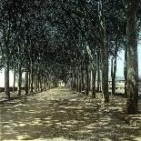 Lucca (Italy), the Promenade, Circa 1895-Leon, Levy et Fils-Photographic Print