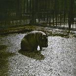 The Hippopotamus in the Jardin Des Plantes, Paris, Circa 1895-1900-Leon, Levy et Fils-Photographic Print
