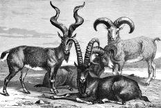 Mountain Sheep and Ibex, C1890-Levy-Giclee Print