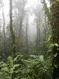 Rainforest, Santa Elena Cloud Forest Reserve, Costa Rica, Central America-Levy Yadid-Photographic Print