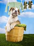 Bulldog Puppy in Laundry Basket-Lew Robertson-Framed Photographic Print