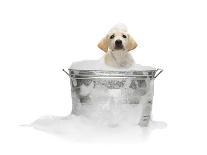 Bulldog Puppy in Laundry Basket-Lew Robertson-Photographic Print