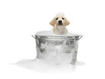 Puppy Taking Bath-Lew Robertson-Photographic Print