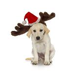 Lab Puppy Wearing Antlers-Lew Robertson-Photographic Print