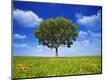 Photographic Print