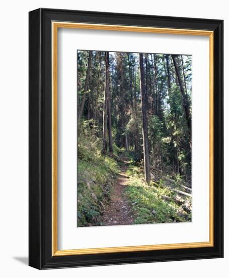 Lewis and Clark Trail over Lolo Pass, Bitterroot Mountains, Montana-null-Framed Photographic Print