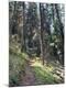 Photographic Print