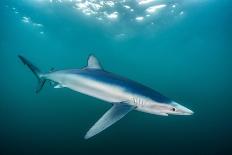 Blue shark portrait, Penzance, Cornwall, Atlantic Ocean-Lewis Jefferies-Framed Photographic Print