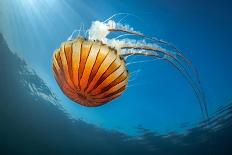 Compass jellyfish feeding on plankton near surface, Cornwall-Lewis Jefferies-Framed Photographic Print